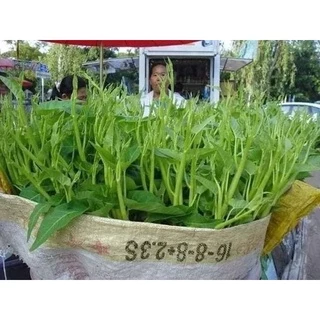 1 Kg hạt giống Rau muống siêu ngọn