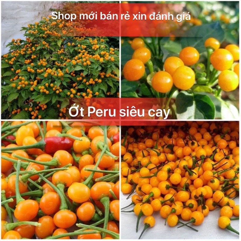 Hạt giống ớt Peru đắt nhất thế giới
