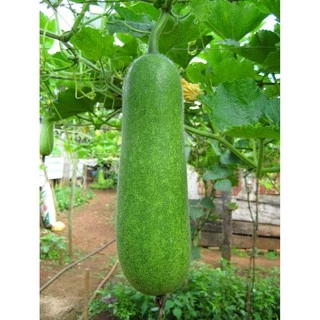 Hạt giống bí đao xanh ( Gói 10 hạt) TẶNG KÈM PHÂN VÀ KÍCH MẦM