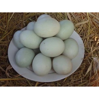 Trứng vịt tươi vỉ 10 trứng