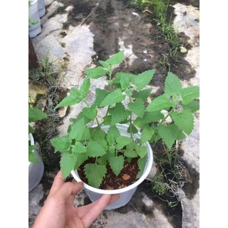 Chậu bạc hà mèo - Catnip