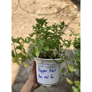 Chậu cây Bạc Hà Âu - Pepper Mint