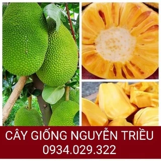 CÂY GIỐNG MÍT THÁI SIÊU SỚM CHANG GAI DA XANH ( CHUẨN GIỐNG )