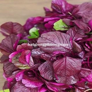 20 GR - HẠT GIỐNG RAU DỀN ĐỎ