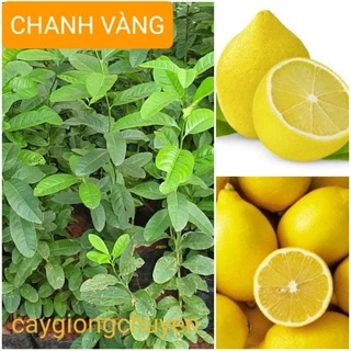 CÂY GIỐNG CHANH VÀNG GHÉP