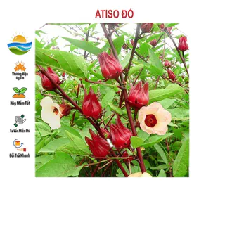 Hạt giống Atiso đỏ 10 Hạt