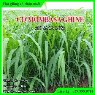 200g Hạt giống cỏ Mombasa Ghine - Cỏ sả lá lớn