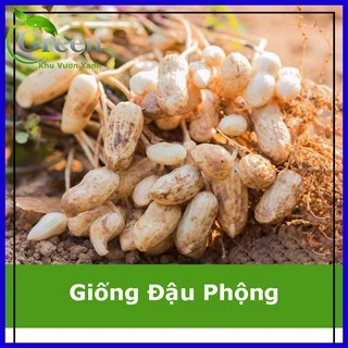 Hạt Giống Đậu Phộng (Giống Lạc)