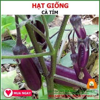 Hạt Giống Cà Tím Rạng Đông 2.5Gram