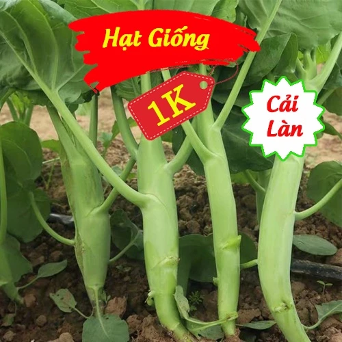 Deal 1K - 100 Hạt giống Cải Làn Hoa Trắng - Tập trồng rau rại nhà