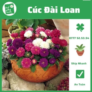 Hạt giống hoa cúc đài loan nhiều màu Mix Rado 855