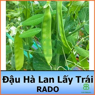 Hạt Giống Đậu Hà Lan (Thu Trái) Năng Suất Cao 20G