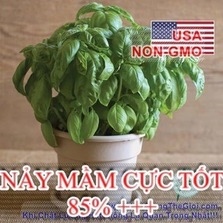 1Gr Hạt Giống Rau Thơm Húng Tây Basil Ý Genovese (B3.501| B43*W43*M214)