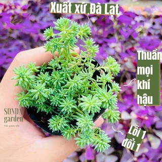 Sen đá sedum cơm SONDA GARDEN size bé 5-6cm, cây cảnh trang trí nhà cửa, lỗi 1 đổi 1