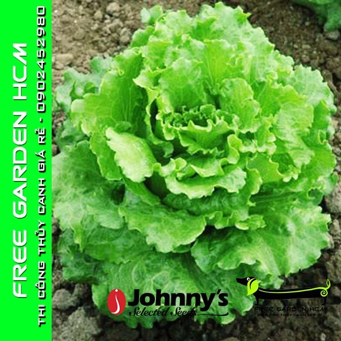 COMBO 200 HẠT GIỐNG XÀ LÁCH BỌC MEN NEVADA – Johnny’s Seed – Mỹ