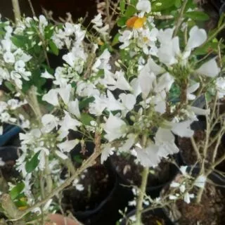 Cây linh sam siêu bông hoa trắng giống