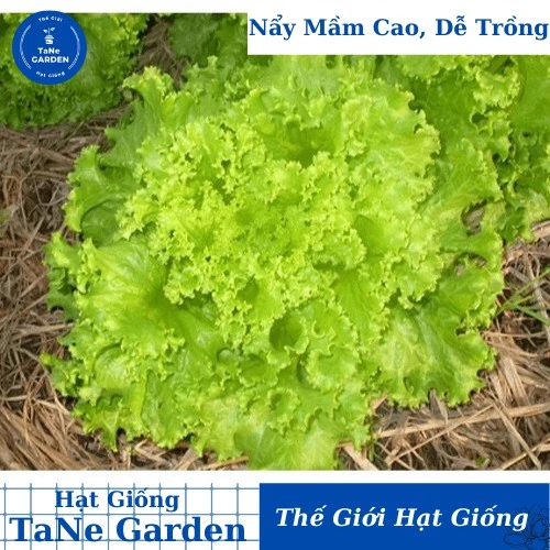 10Gr Hạt Giống Xà Lách Dún Vàng - TaNe Garden