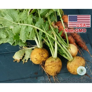 0.5Gr Hạt Giống Củ Cải Turnip Siêu Ngon Golden (A1.103| C30*W64*M684)