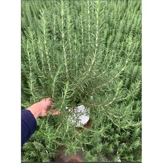 Chậu cây hương thảo - Rosemary - Rosmarinus officinalis L-UtNho