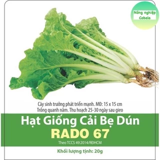 Hạt Giống Cải Bẹ Dún (RADO67) Giòn Ngọt, Dễ Trồng 20gr