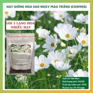 Hạt giống hoa sao nhái - cánh bướm MÀU TRẮNG gói 2 LẠNG nhiều hạt đẹp tỷ lệ nảy mầm cao dễ chăm sóc HSN008877