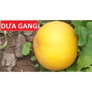 Hạt giống Dưa gang trái tròn - gói 2gram