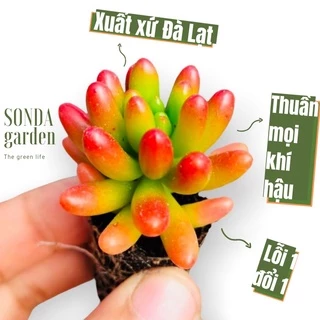 Sen đá thạch ngọc đỏ SONDA GARDEN size mini 2.5-4cm, cây cảnh trang trí nhà cửa, lỗi 1 đổi 1