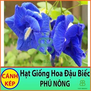 Hạt Giống Hoa Đậu Biếc (KÉP) 20 Hạt Hoa Nhiều, Dễ Trồng