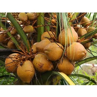 Cây Giống Dừa Ma Lai Vàng_ Dừa Siêu trái siêu nước_Có trái sau 2.5 năm trồng
