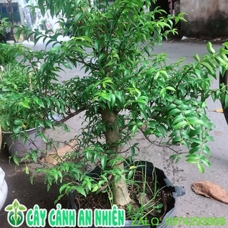 Cây Mai Chiếu Thuỷ Bonsai 50cm