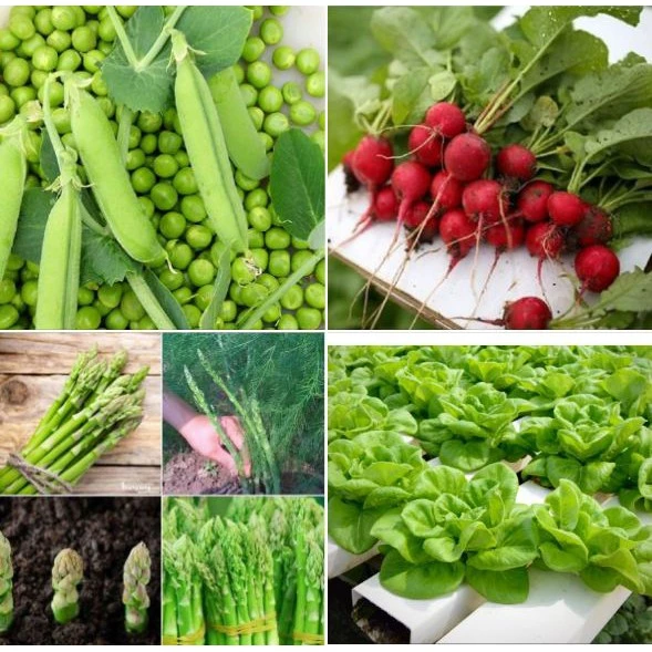 COMBO 4 loại rau củ bốn mùa (  xà lách + củ cải đỏ tí hon + đậu hà lan + măng tây xanh )