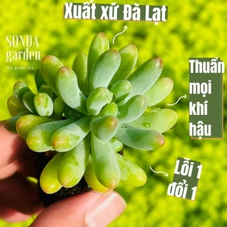 Sen đá thạch ngọc mĩ SONDA GARDEN size mini 2.5-4cm, cây cảnh trang trí nhà cửa, lỗi 1 đổi 1