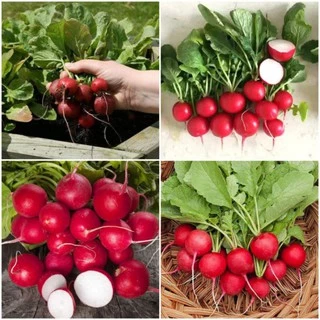 400H - Hạt giống Củ Cải Cherry Đỏ