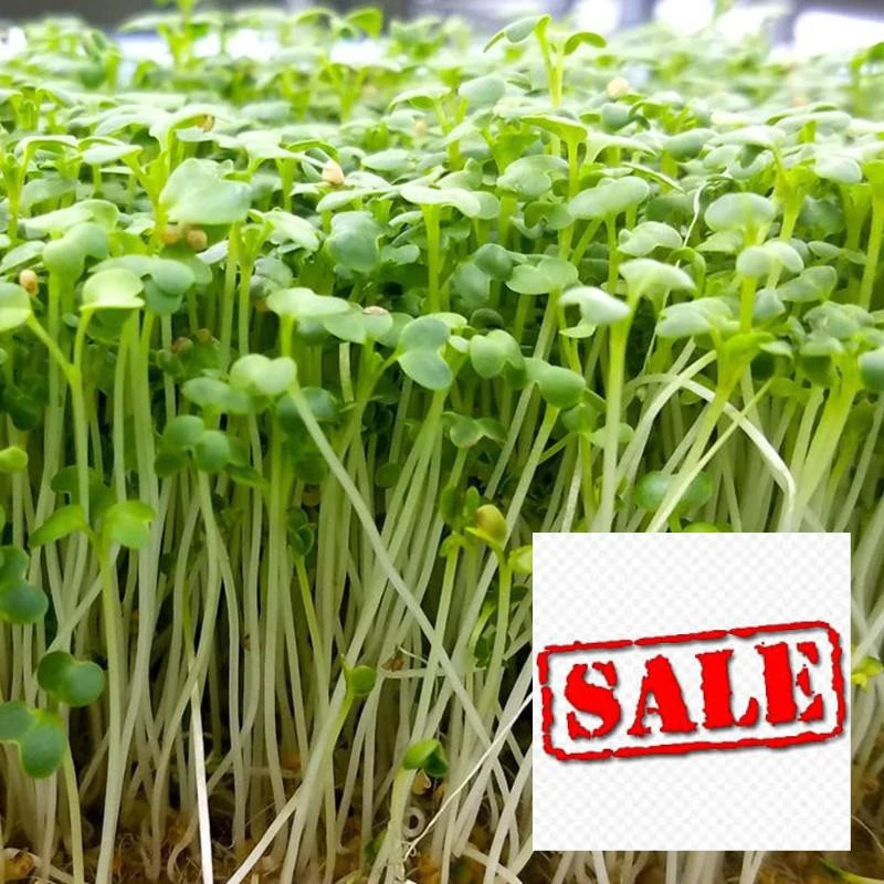 20 gram hạt giống mầm rau cải ngọt SALE