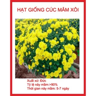 hạt giống hoa cúc mâm xôi gói 200 hạt