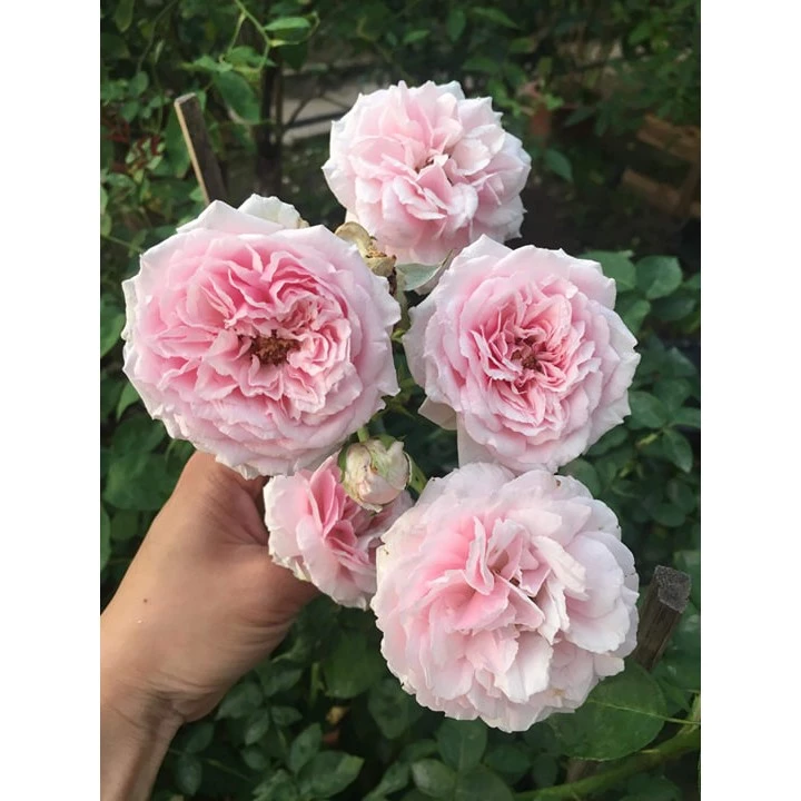 CÂY GIỐNG Hoa hồng cổ Bạch Vân Khôi – Giống hồng cổ quý nhất của Việt Nam - CGHCBV01