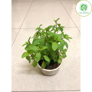 Cây Bạc hà tiêu - Peppermint- cây gia vị ,dược liệu, tinh dầu.