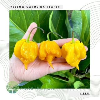 Hạt ớt  vàng Carolina Reaper 15h