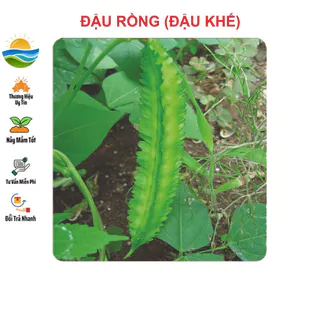 Hạt giống Đậu Rồng (Đậu Khế) 5Gram