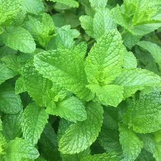 Hạt giống bạc hà spearmint - dễ gieo