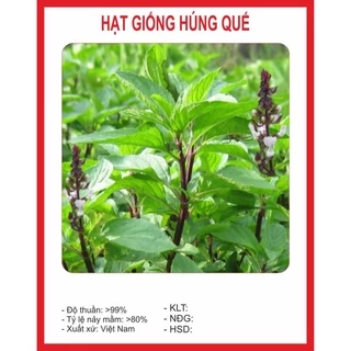 Hạt Giống Húng Quế 2Gram hạt giống bốn mùa