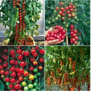 Hạt giống cà chua bi dây cherry đỏ - 30 hạt (TẶNG gói kích thích hạt nảy mầm)