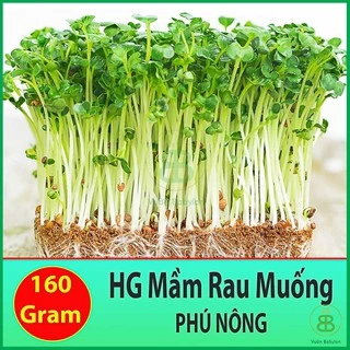 Hạt Giống Rau Mầm Rau Muống 160G - Hạt Giống Mầm Rau Muống Giòn Ngọt, Giàu Dinh Dưỡng