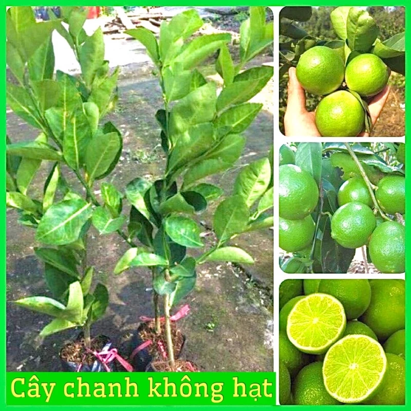 Cây giống chanh không hạt vỏ mỏng cho quả quanh năm