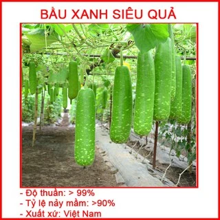 Hạt Giống Bầu Xanh Siêu Quả 1 gram dễ trồng, cây phát triển tốt, kháng sâu bệnh CQ018