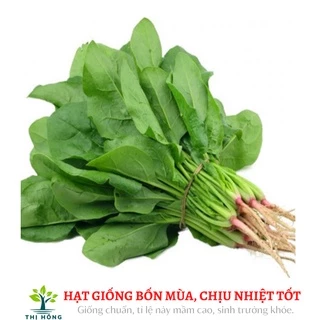 Hạt giống cải bó xôi chịu nhiệt 20g (rau chân vịt, rau bina).