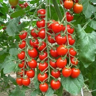 ( SIÊU RẺ ) Hạt giống cà chua chuỗi ngọc 10 hạt