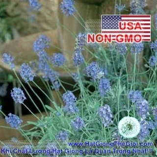 5h Hạt Giống Hoa Oải Hương Lavender Spanish (C1.204| -KD: B6*V13*M237)