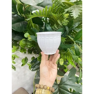 Chậu nhựa cao cấp mini, trồng sen đá, xương rồng Kt: (ĐK 10cm x H8cm)