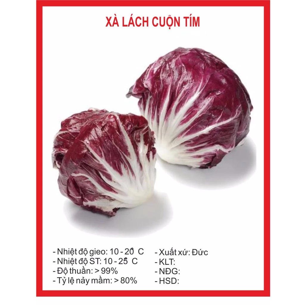 Xà Lách Cuộn Tím 0.5gr ~ 300h